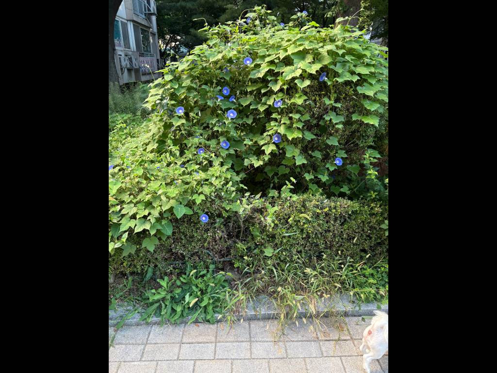 /user/h/hdsaju/editor/2511/656acecb8f524cc3fb625911db205aff_1763949032_0038.jpg 이미지크게보기