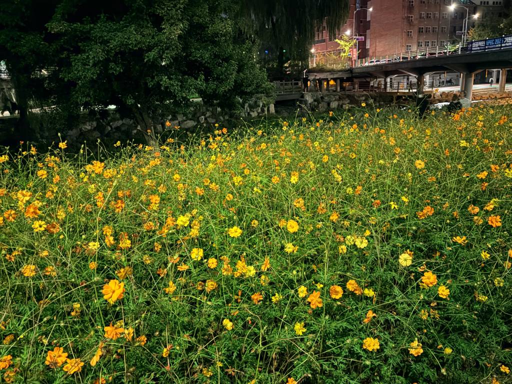 /user/h/hdsaju/editor/2601/254f98329d79955ed70ddda7ba173f1a_1768276514_0539.jpg 이미지크게보기